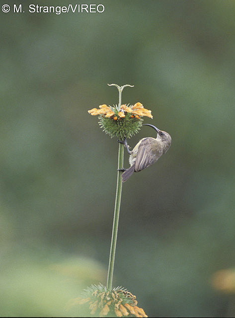 Eastern Olive Sunbird s45-11-059.jpg